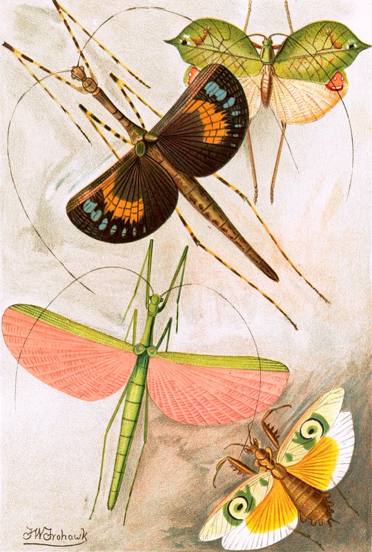 Orthoptera od Frederick William Frohawk