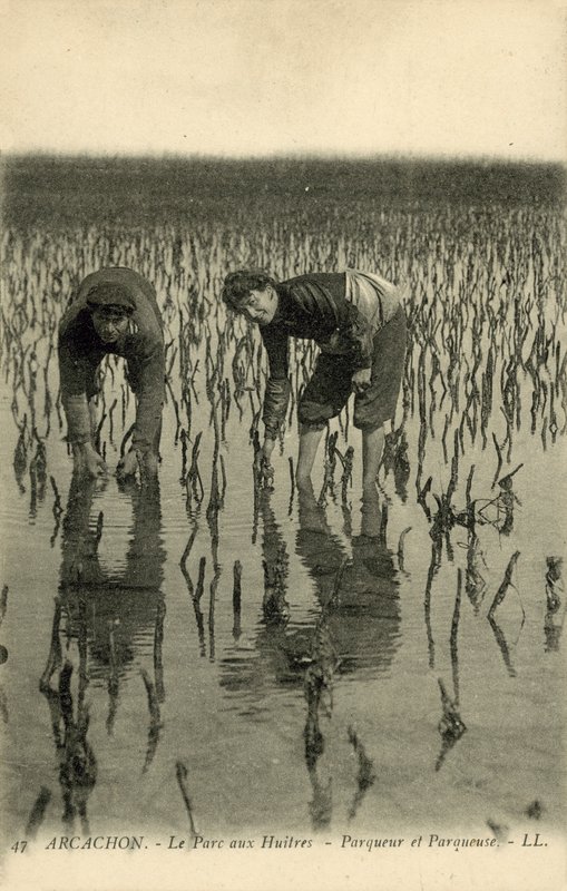 Arcachon, The Oyster Park od French Photographer