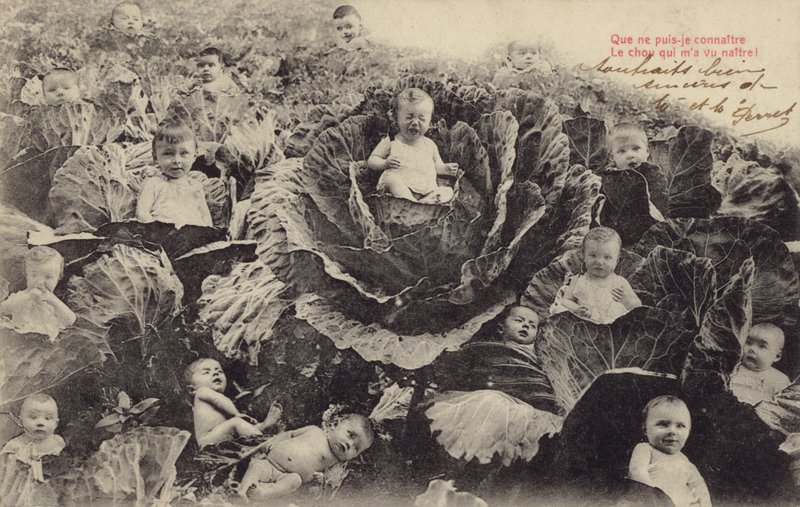 Miminka v zelí (fotokoláž) od French Photographer