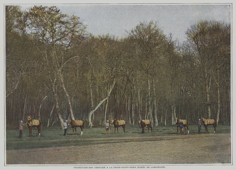 Cvičení dostihových koní v La Croix-Saint-Ouen ve Foret de Compiegne, Francie (barevné foto) od French Photographer