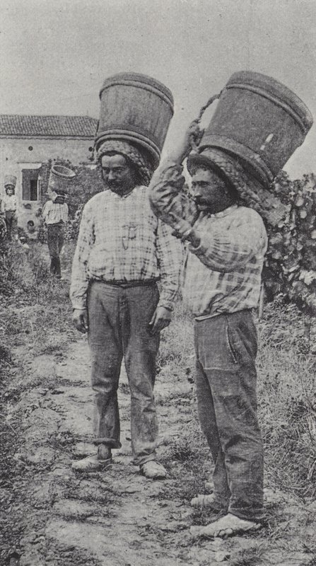 Sběrači hroznů v práci (černobílá fotografie) od French Photographer