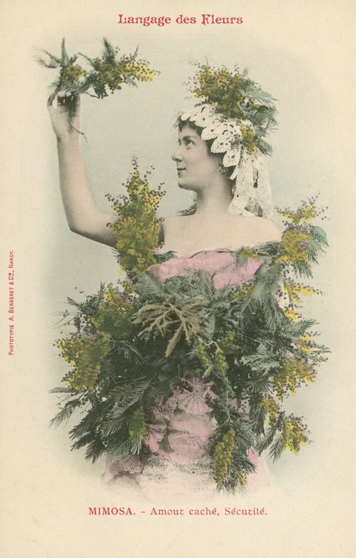 Jazyk květin, Mimosa (barevné foto) od French Photographer