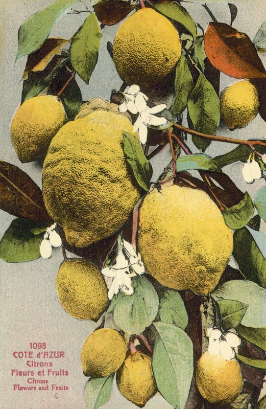 Citrony a květy citronů (barevné foto) od French Photographer
