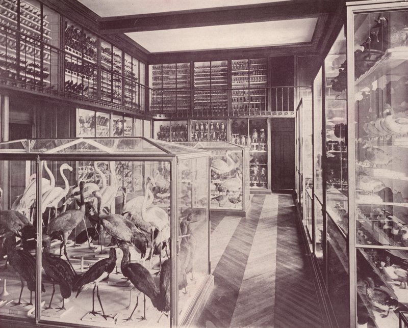 Paříž: Ptačí galerie, Přírodovědné muzeum (černobílá fotografie) od French Photographer
