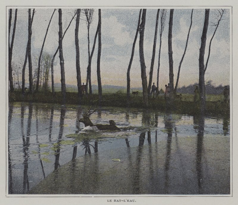 Jelen plavání k úniku z lovu (barevná fotografie) od French Photographer
