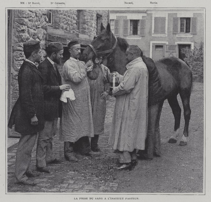 Odebírání vzorku krve z koně v Institut Pasteur v Paříži (č/b foto) od French Photographer