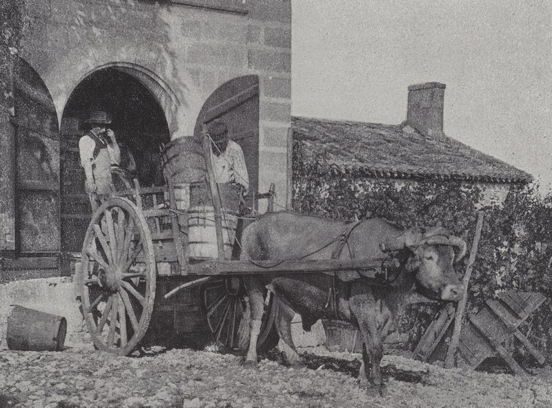 Převoz sklizených hroznů volským povozem (č/b foto) od French Photographer