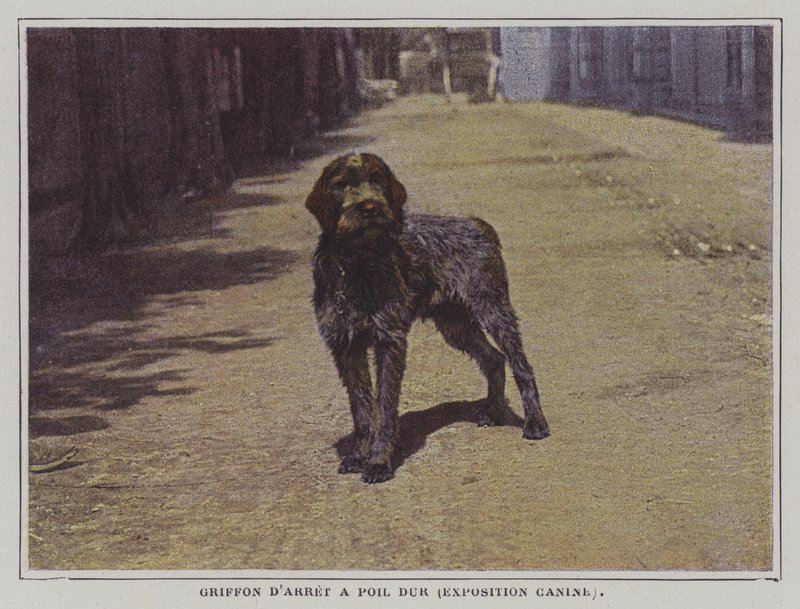 Griffon drátosrstý (barevná fotografie) od French Photographer
