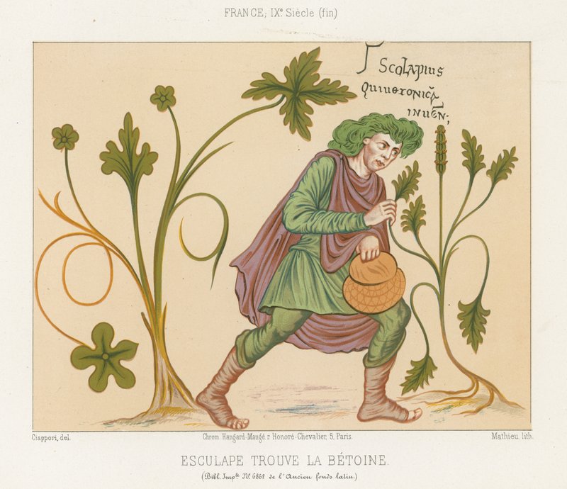 Aesculapius objevující betony od French School