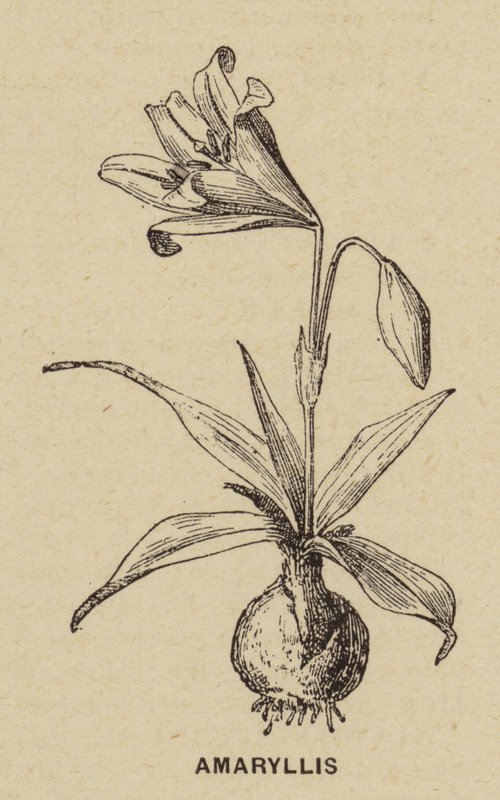 Amaryllis (rytina) od French School