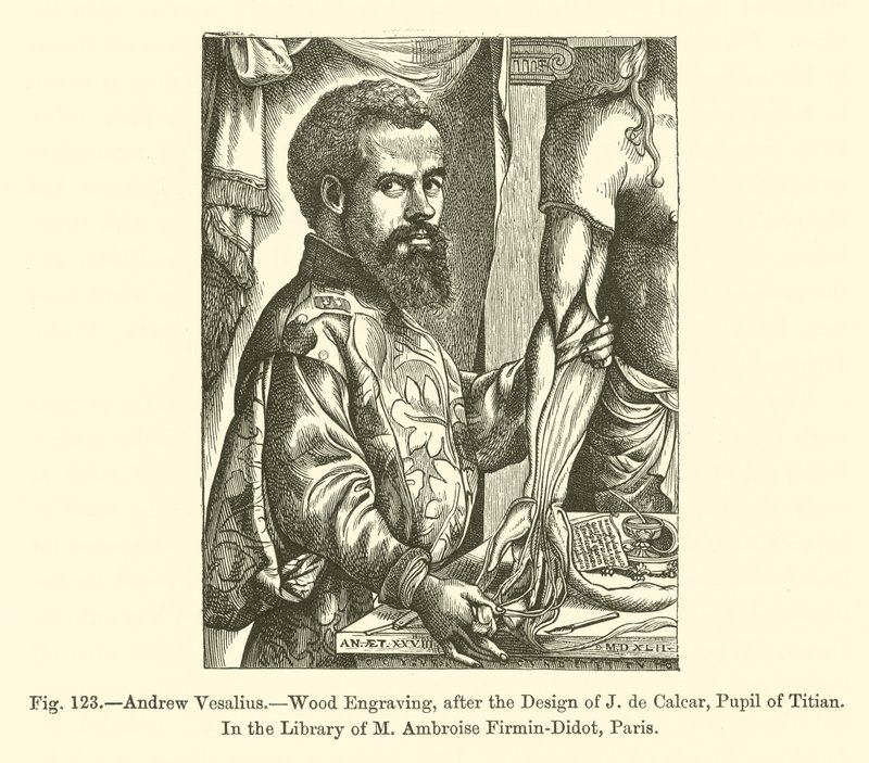 Andrew Vesalius (rytina) od French School