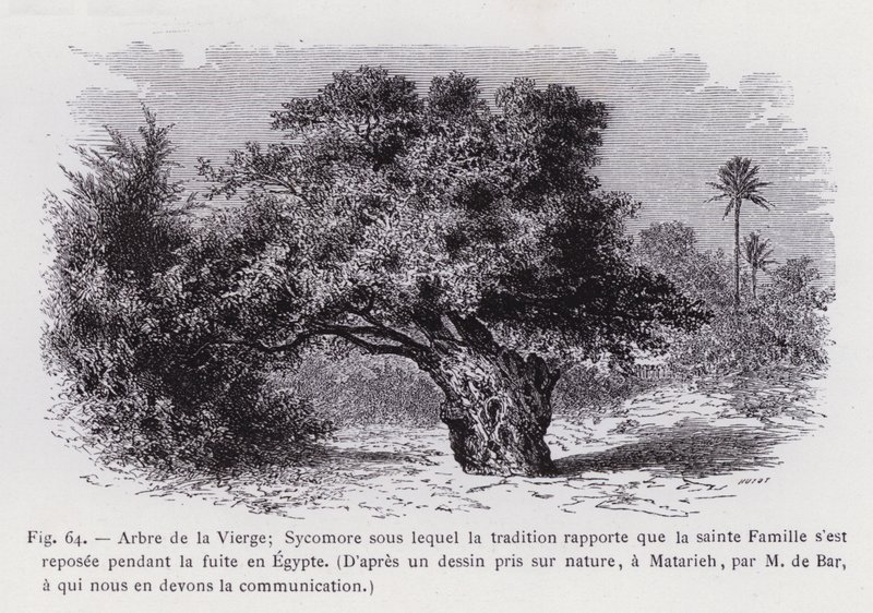 Strom Panny; Sycamore, podle kterého tradice uvádí, že Svatá rodina odpočívala během letu do Egypta, Z kresby převzaté z přírody v Matarieh od pana de Bara, kterému vděčíme za sdělení (rytina) od French School