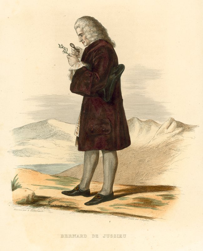 Bernard de Jussieu (barevná rytina) od French School