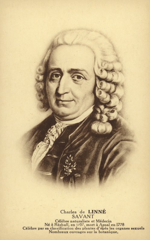 Carl Linnaeus (1707-1778), švédský botanik a zoolog (litografie) od French School