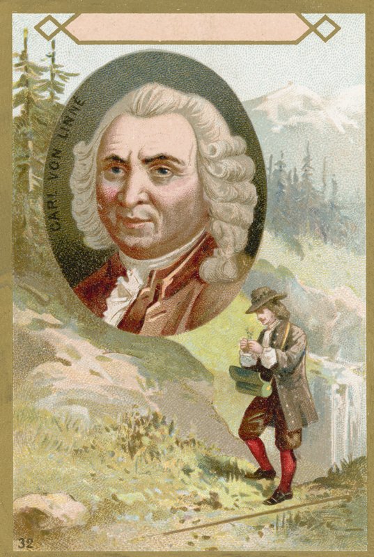 Carl Linnaeus , švédský botanik a zoolog od French School