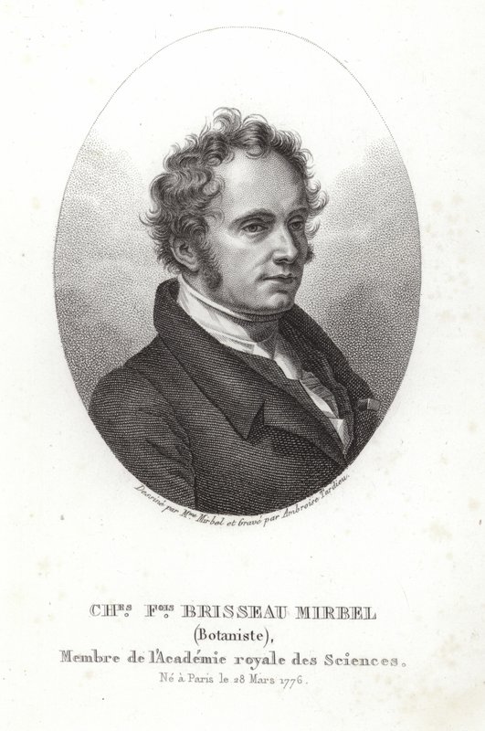 Charles-Francois Brisseau de Mirbel od French School