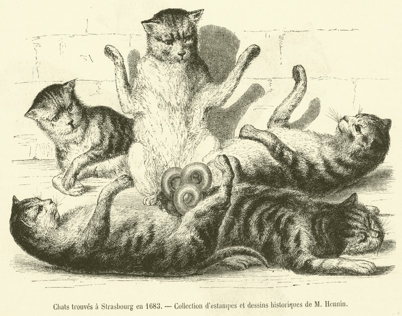 Kočky nalezené ve Štrasburku v roce 1683 (rytina) od French School
