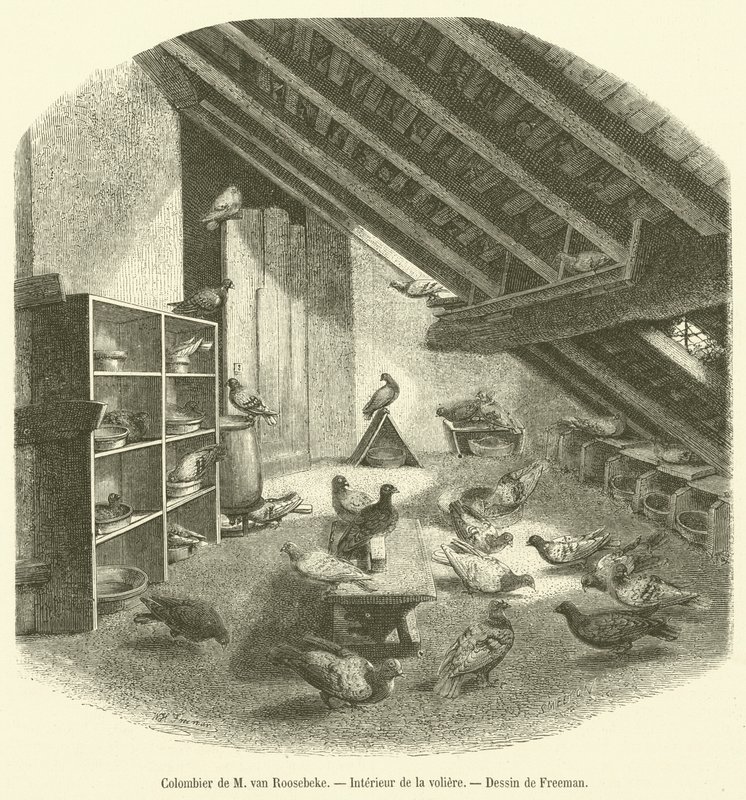 Colombier de M van Roosebeke, Interieur de la voliéra (rytina) od French School