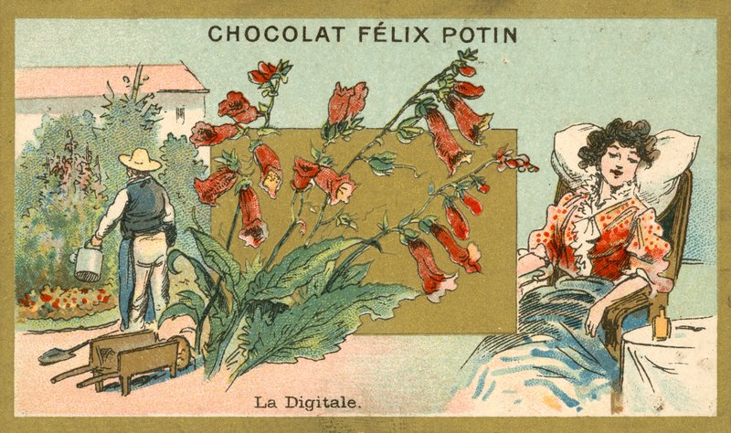 digitalis (chromolit) od French School