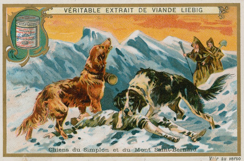 Psi Simplonů a Mont St Bernard od French School