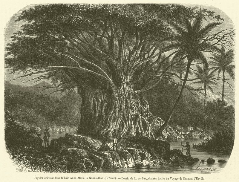 Kolosální fíkovník v zátoce Anna-Maria, v Nouka-Hiva, Oceánie (rytina) od French School