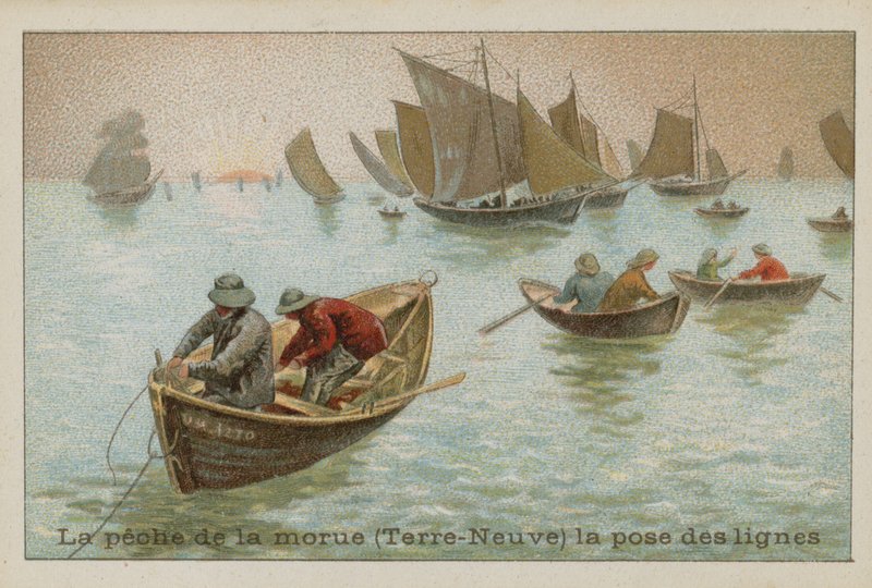 Lov tresky obecné na Newfoundlandu - kladení vlasců od French School