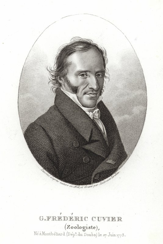 George Cuvier od French School