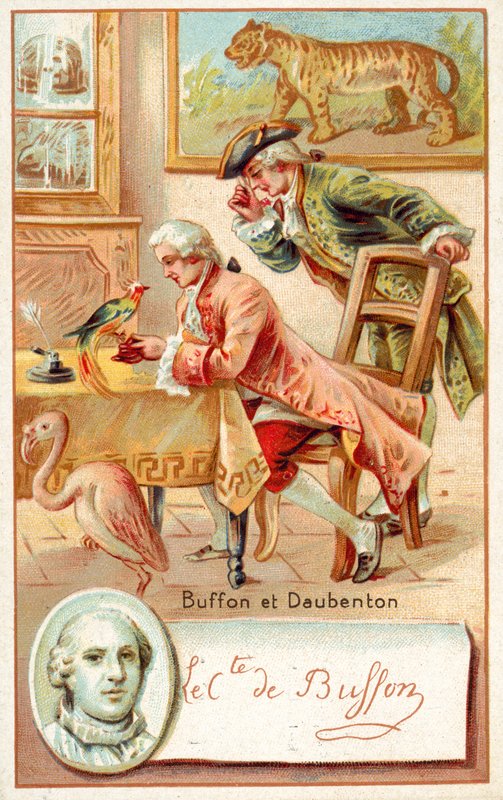 Georges-Louis Leclerc, Comte de Buffon a Louis-Jean-Marie Daubenton, francouzští přírodovědci (chromolitho) od French School