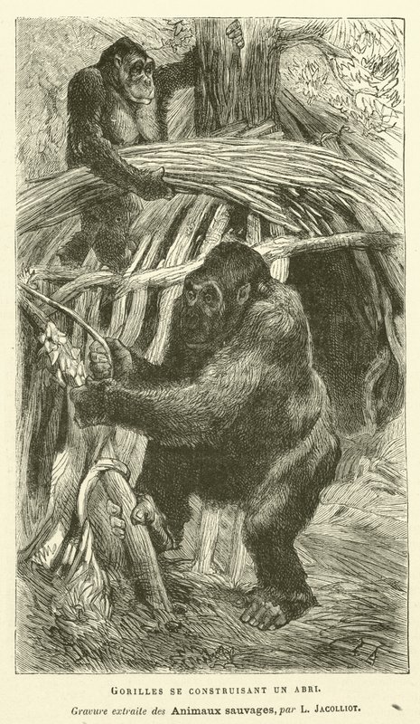 Gorillas Building A Shelter (rytina) od French School