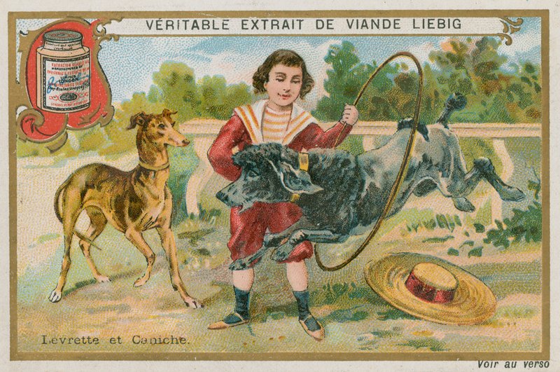 Greyhound a pudl od French School