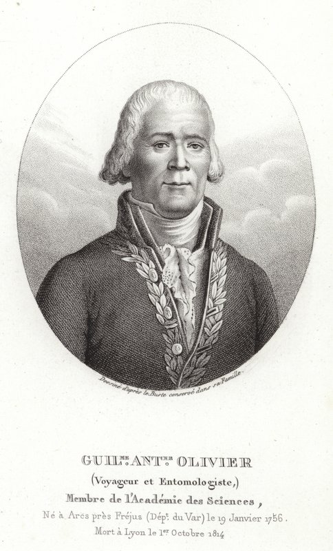 Guillaume Antoine Olivier od French School