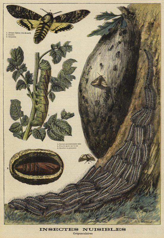 Škodlivý hmyz: Deaths Head Hawkmoth od French School