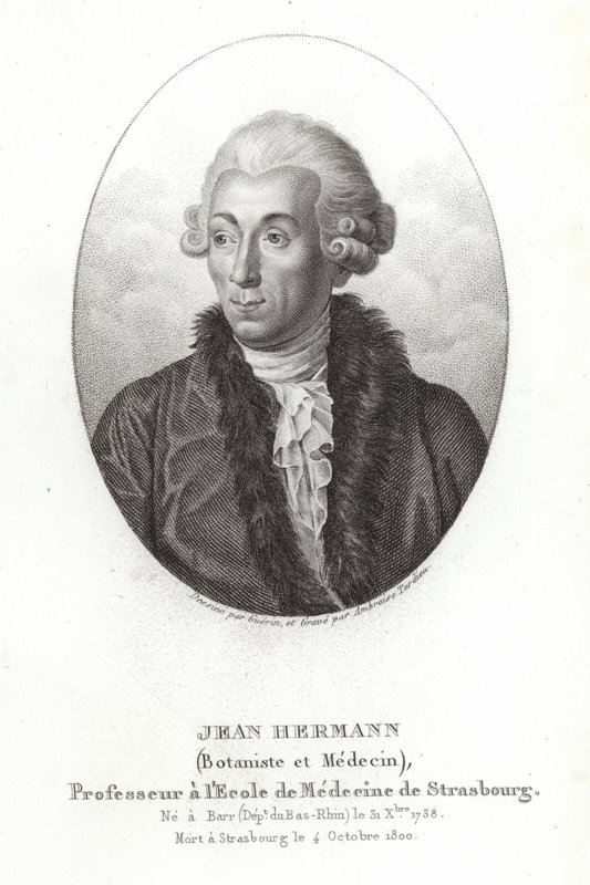 Jean Hermannová od French School