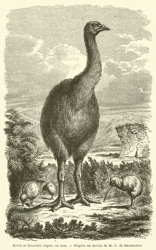 Kiwi et Dinormis ingens ou moa (rytina) od French School