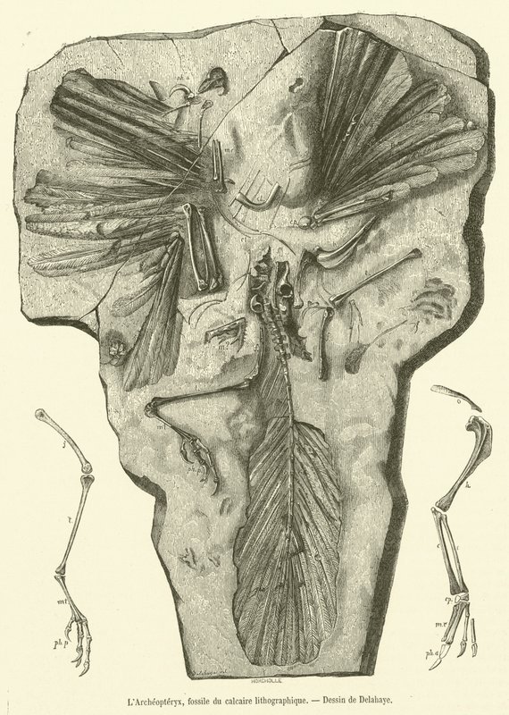 Archaeopteryx, fosilie z litografického vápence (rytina) od French School