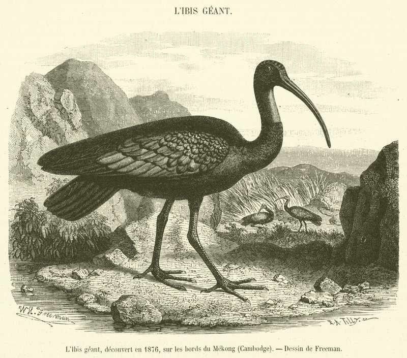 Ibis obrovský, objevený v roce 1876, na březích Mekongu, Kambodža (rytina) od French School