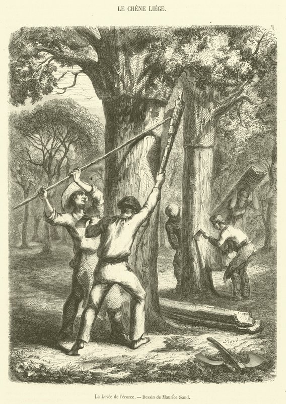 The Lifting of the Bark (rytina) od French School