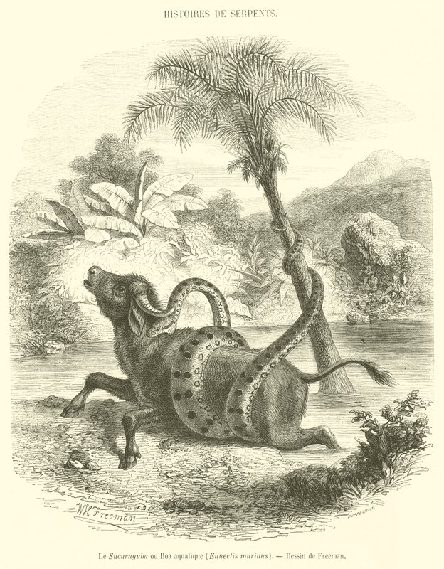 Sucuruyuba nebo vodní hroznýš, Eunectis murinus (rytina) od French School