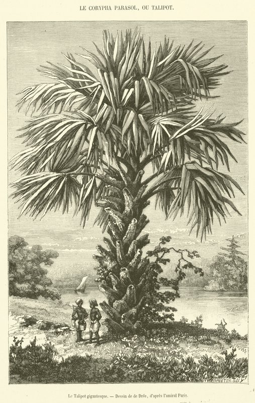 Gigantický Talipot (rytina) od French School
