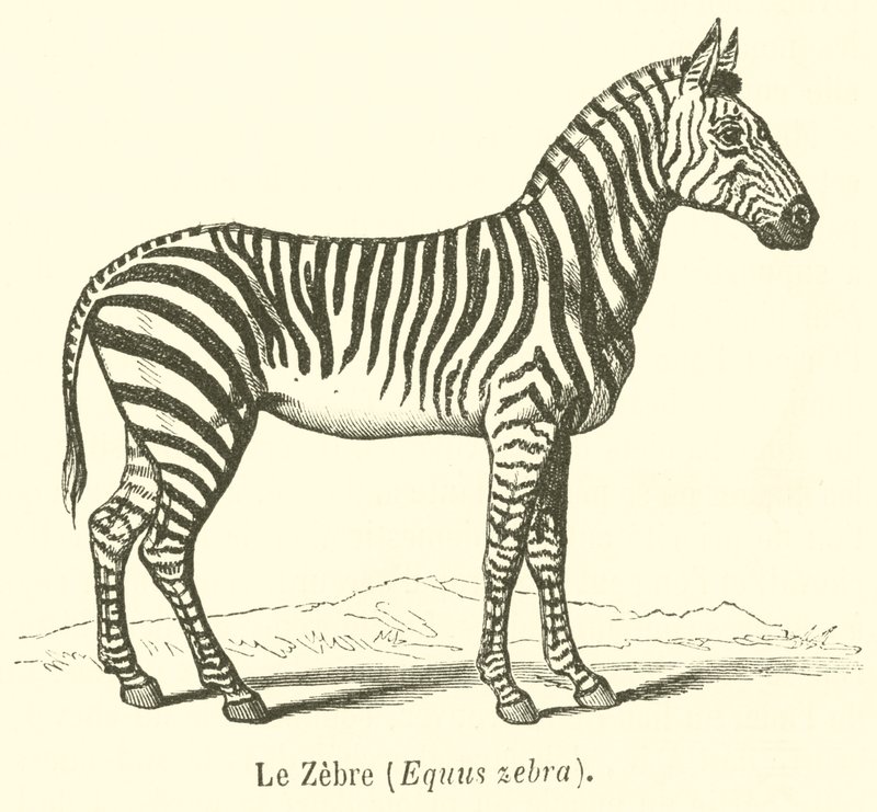 Zebra, Equus zebra (rytina) od French School