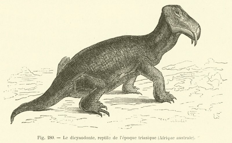 Dicynodont, plaz z období triasu, jižní Afrika (rytina) od French School