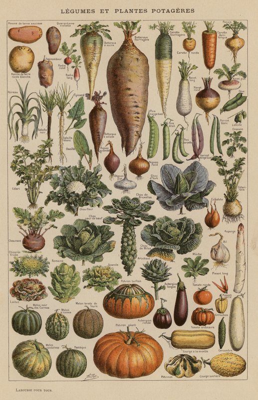 Zelenina a zelenina (barevná litografie) od French School