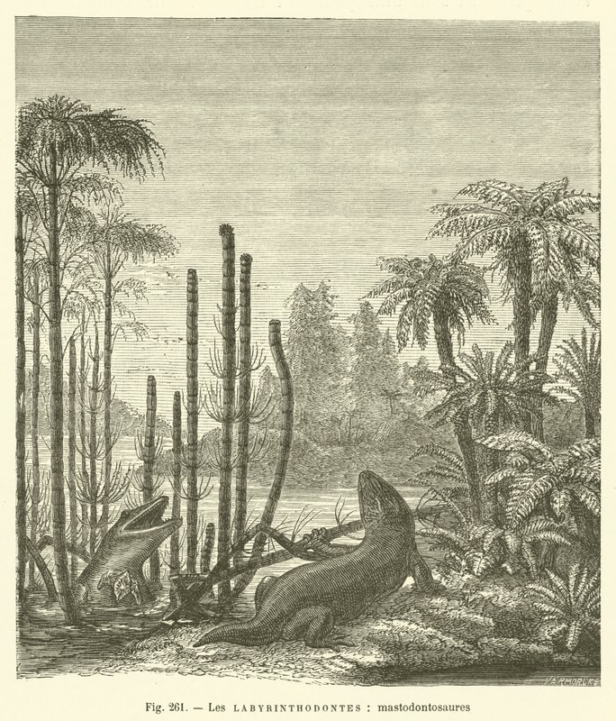 Les labyrinthodontes, mastodontosaures (rytina) od French School