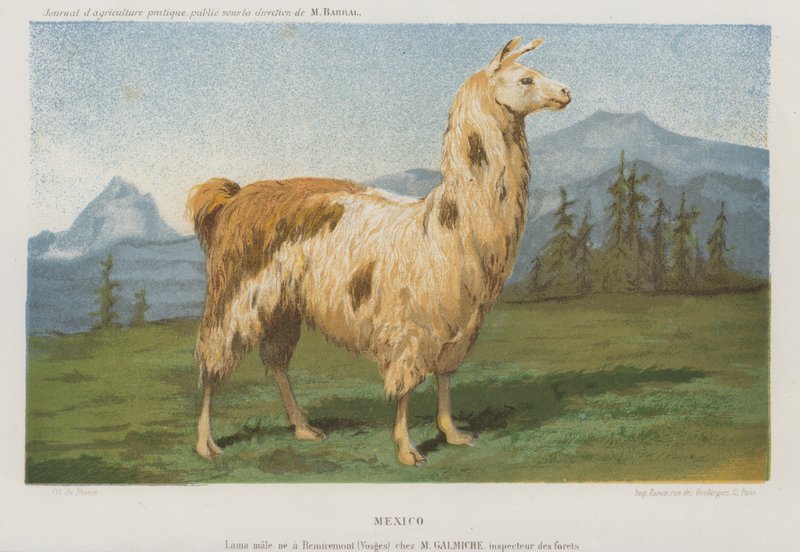 Samec lamy narozený v Remiremont (Vosges), Francie (chromolitho) od French School