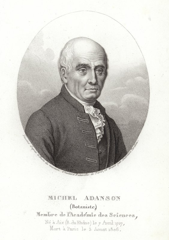Michel Adanson od French School
