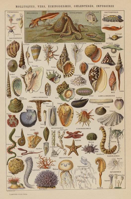 Měkkýši, červi, ostnokožci, pláštěnci, infuzoria (barevná litografie) od French School