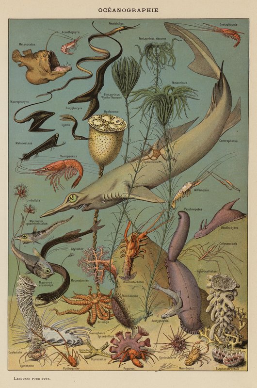 Oceánografie (barevná litografie) od French School