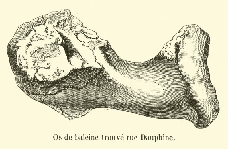 Nalezena velrybí kost rue Dauphine od French School
