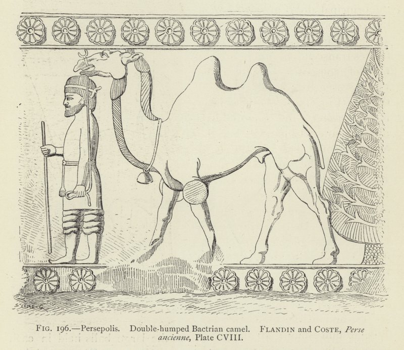 Persepolis, dvouhrbý dvouhrbý velbloud od French School