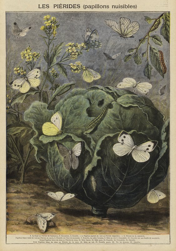 Pieridae (škodliví motýli) od French School